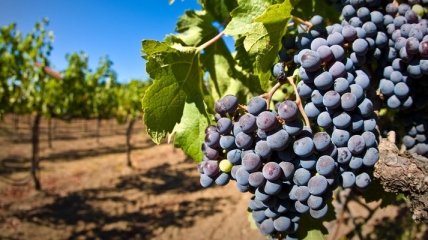 16 тысяч 6 т урожая собрали на севастопольских виноградниках