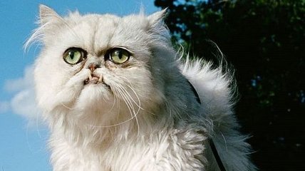 В Instagram ведет страничку самый "странный" кот Англии