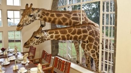 Кенийский отель с дружелюбными жирафами