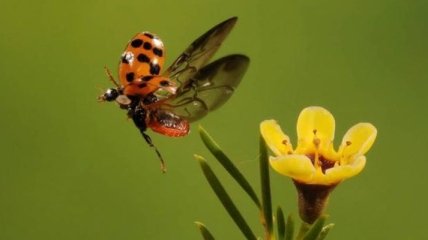 Чудные моменты из жизни животных и насекомых (Фото)