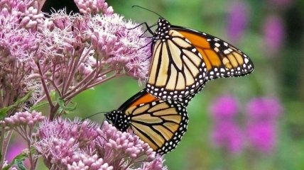 Заповедники США приглашают понаблюдать за миграцией бабочек