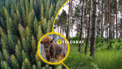 Для зубрів у "Заліссі" гарні природні умови - густий ліс та багато трави