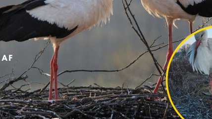 К звездному гнезду приковано внимание любителей птиц