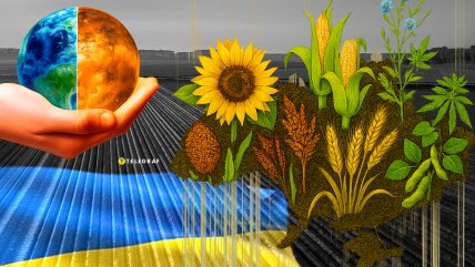 На полях чаще встречаются бобовые, лен, гречиха и конопля. Фото Коллаж "Телеграфа"