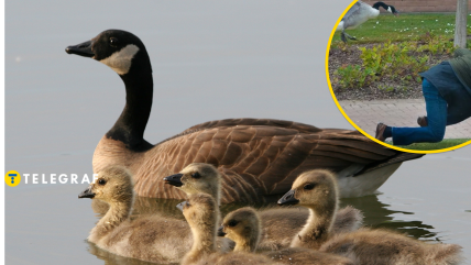 Канадська казарка