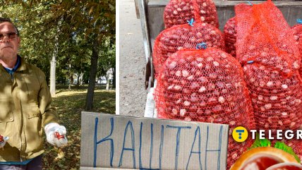 Українці, які займаються збором каштанів, мають різні причини для цього