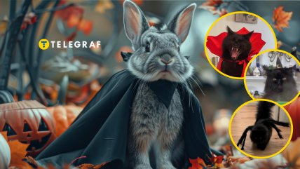 Тварин смішно вбирають у костюми до Геловіна