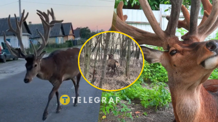 Животное поплатилось за свое доверие к людям