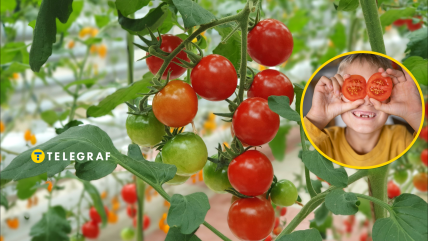 Томати люблять дорослі та малі