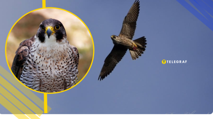 Під час піке сапсан розвиває швидкість понад 320 км/год