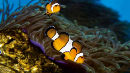 Рыба-клоун Amphiprion ocellaris