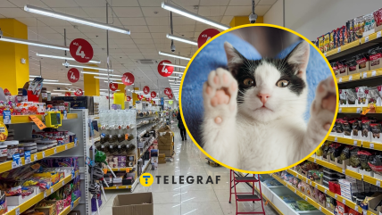 Котики часто зустрічаються у "Аврорі"