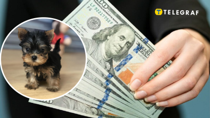 Йорка бебі фейс продають в Україні