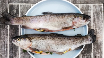 Рыба на тарелке