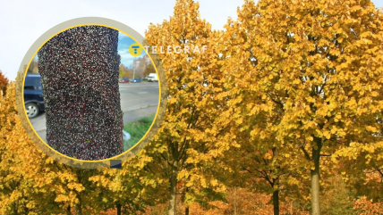 Липові клопи на дереві