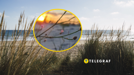 На Одещині цвіте рідкісна рослина