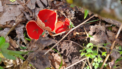 Саркосцифа может появляться рядом с первыми цветами и травой