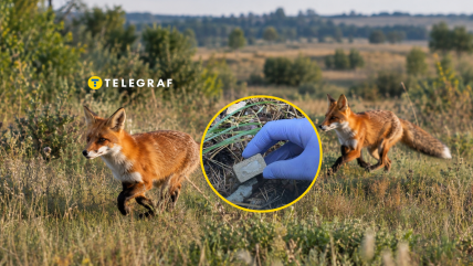 Эти брикеты предназначены исключительно для диких животных