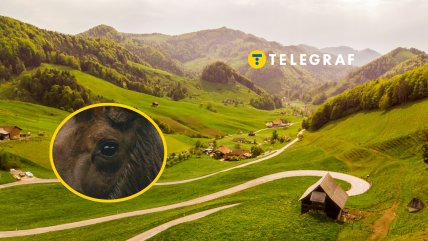 Загадкового гостя помітили в селі на Київщині