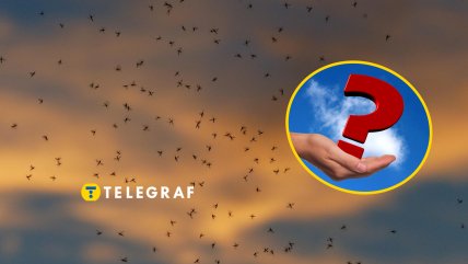 Оса-наїзник помічена у Кривому Розі