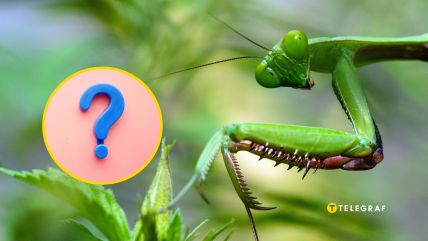 Богомол насмішив соцмережі