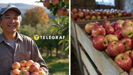 Яблука Колаж "Телеграф"