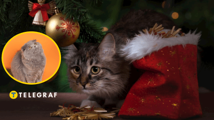 Котики и елка