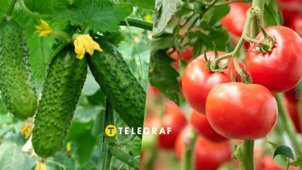 Огірки та помідори