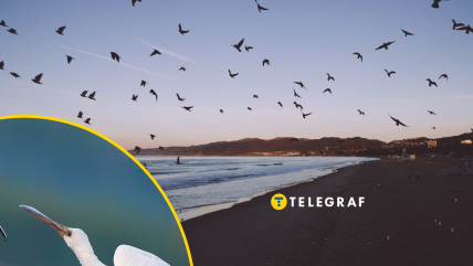 В Україні може зникнути один з видів птахів