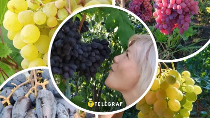 ТОП-5 сортів винограду української селекції