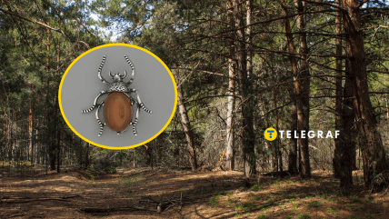 У лісі чоловіку трапився жук, схожий на прикрасу