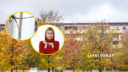 Восени комахи шукають зимівлю в наших домах