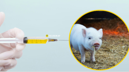 Порося, укол вакцини