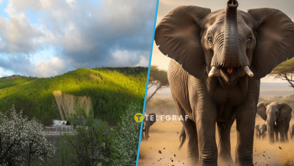 Скеля, за певних умов, схожа на слона