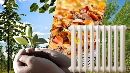 Плантації не лише забезпечують тепло, а й покращують ґрунт