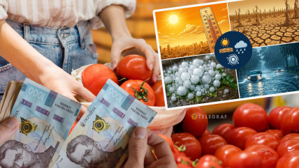 В Украине стоимость главного овоща лета летит вниз