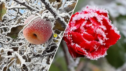 Заморозки в Украине