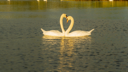 Пара лебедів візуально нагадує символ серця