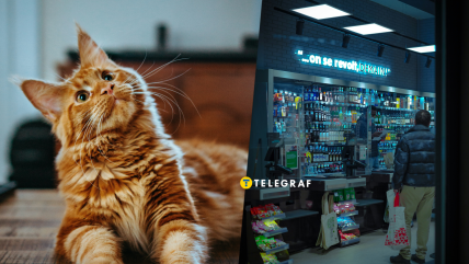 Кумедний кіт у магазині розвеселив мережу