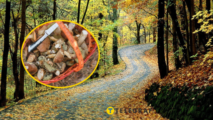 Триває час "грибного полювання"