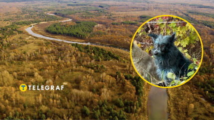 Собаки зони відчуження змінили колір