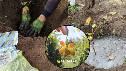 Правильна посадка винограду восени — запорука швидкого врожаю.