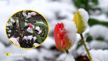 Тюльпаны накрыло "белое одеяло"