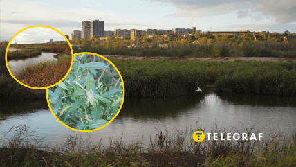 Річка Суха Московка у Запоріжжі