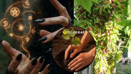 Виноград Геловін недавно з’явився в Україні, але вже добре зарекомендував себе