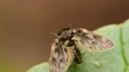 Бабочниця на листку/ harmony.in.my.life