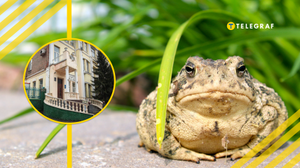 В Україні є будинок із жабами