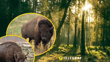 Чим відрізняється зубр від бізона