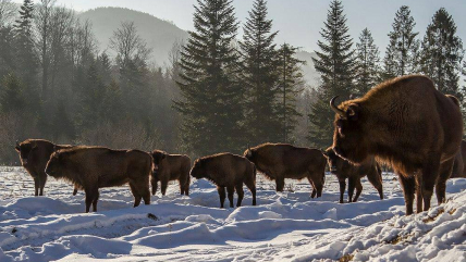 Зубри взимку