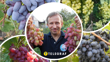 Які ультраранні сорти винограду дозрівають в Україні вже наприкінці липня
